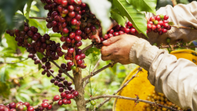 Мировые цены на кофе вырастут из-за неурожая в Бразилии